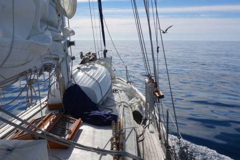 How many gulls fit on the bottom of a Fatty Knees dinghy?  Seven, eventually.