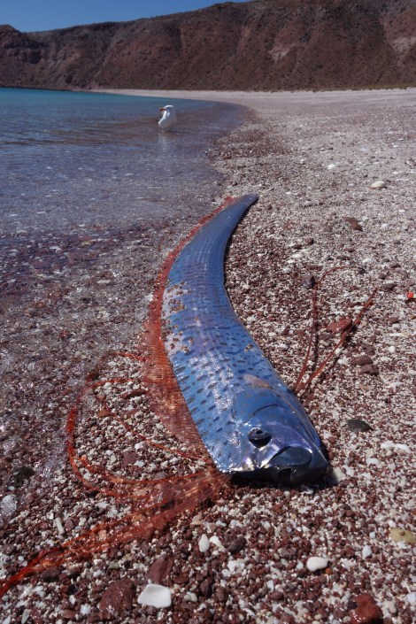 Oarfish, Isla San Fransisco