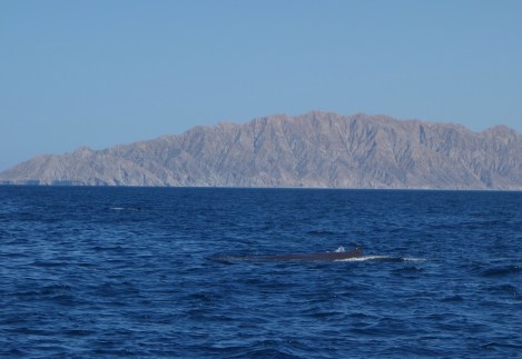 Sperm whale!  This is only about 1/3 of its total length. The head stretches out in front of the blowhole, which you can just barely see. The visible part was about 20 feet long, we estimate.