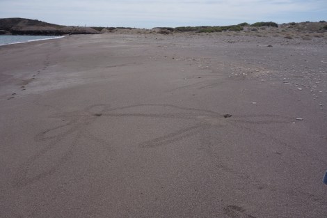 Fiddler Crabs leave ghostly nighttime trails.