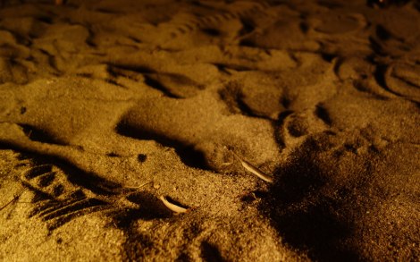 You never know who will show up at a beach campfire.