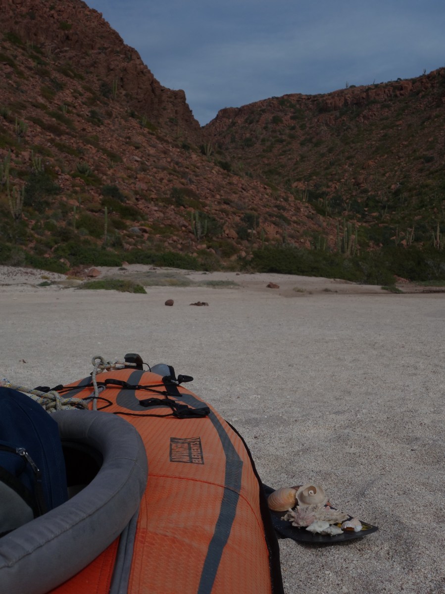 The black jackrabbit, Lepus insular is, found only on Isla Espiritu Santo.
