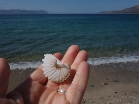 Egg case of a chambered nautilus found wrapped in old drifts of seaweed blown ashore.