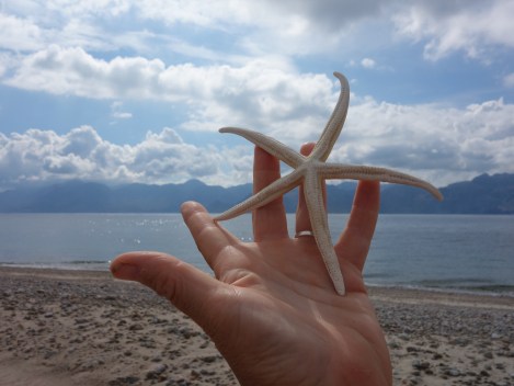One of hundreds of sea stars we saw washed up on beaches this year.