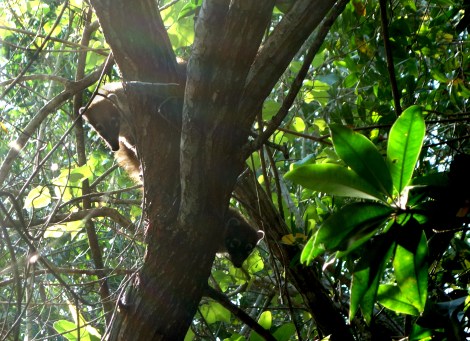 And a baby coati too!