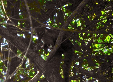 Thank goodness for Photoshop! We saw coatis, or coatimundis. Twice!