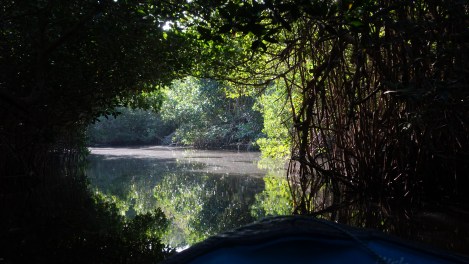 We slid through the river cannel, embraced by mangroves and shaded, for the first part at least, by giant fig trees.