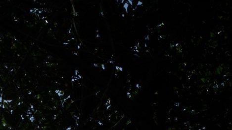 Back in the trees again. Hey, what's that climbing around over our heads?