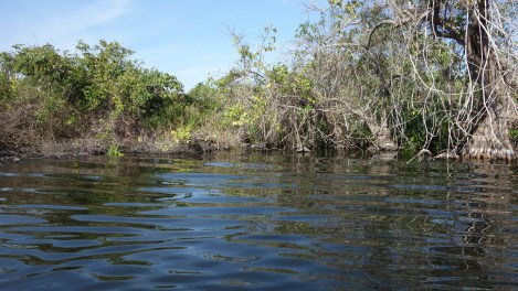 Ok, no fooling around this time. Do you see it?