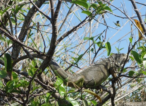 Gotta be quick on this cruise - there goes a big iguana!