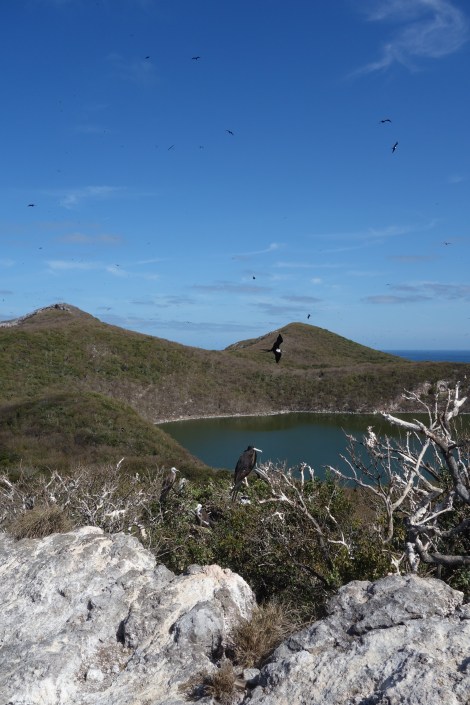 Female tijereta flying, male perching, fluffy babies waiting for food, and a juvenile wondering where she fits into it all.